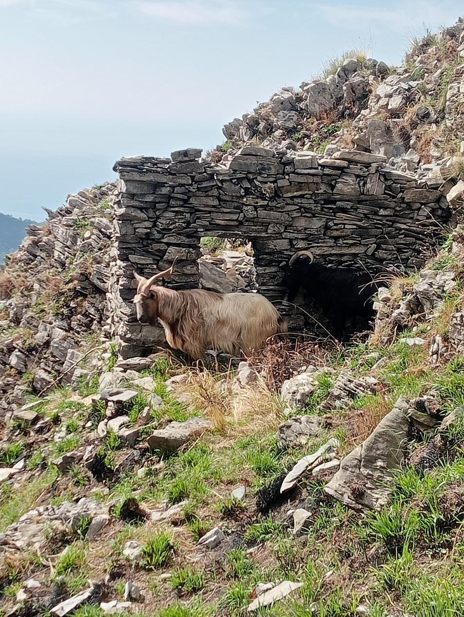Monte Spallone, Monte Sagro e Punta tre Uomini da Verghereto - foto 23