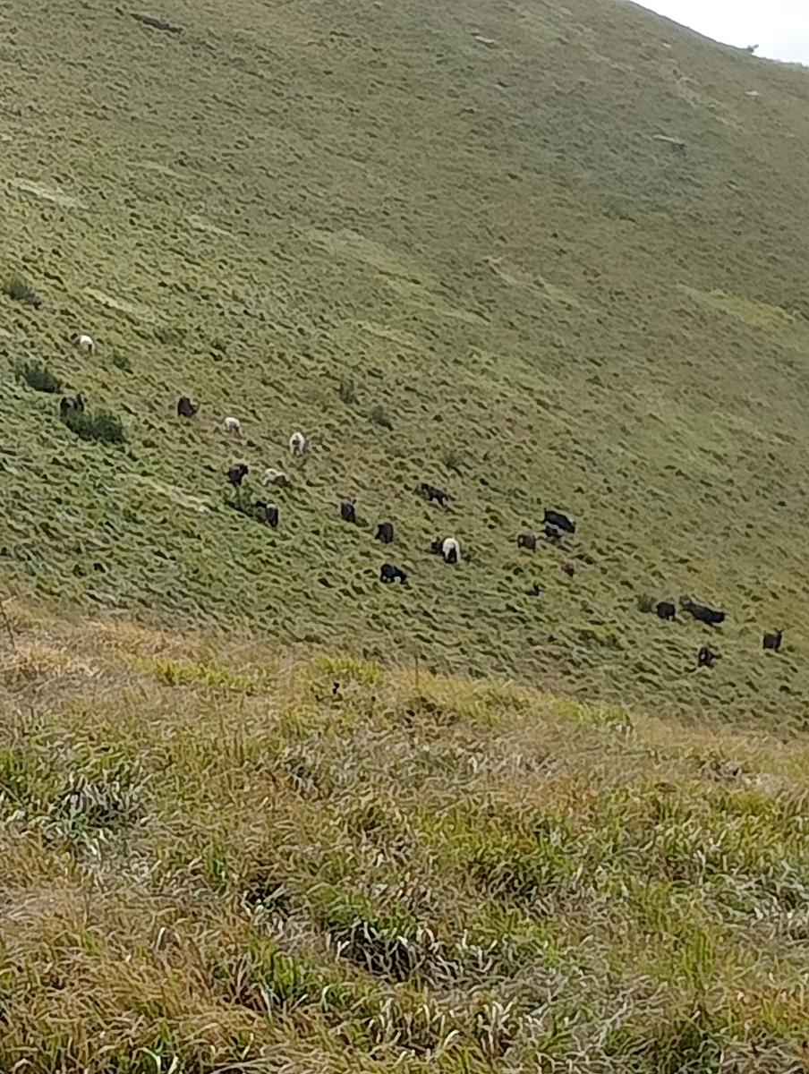 Monte Prato fiorito ~ Monte coronato ~ Alta Via dei Pastori - foto 17