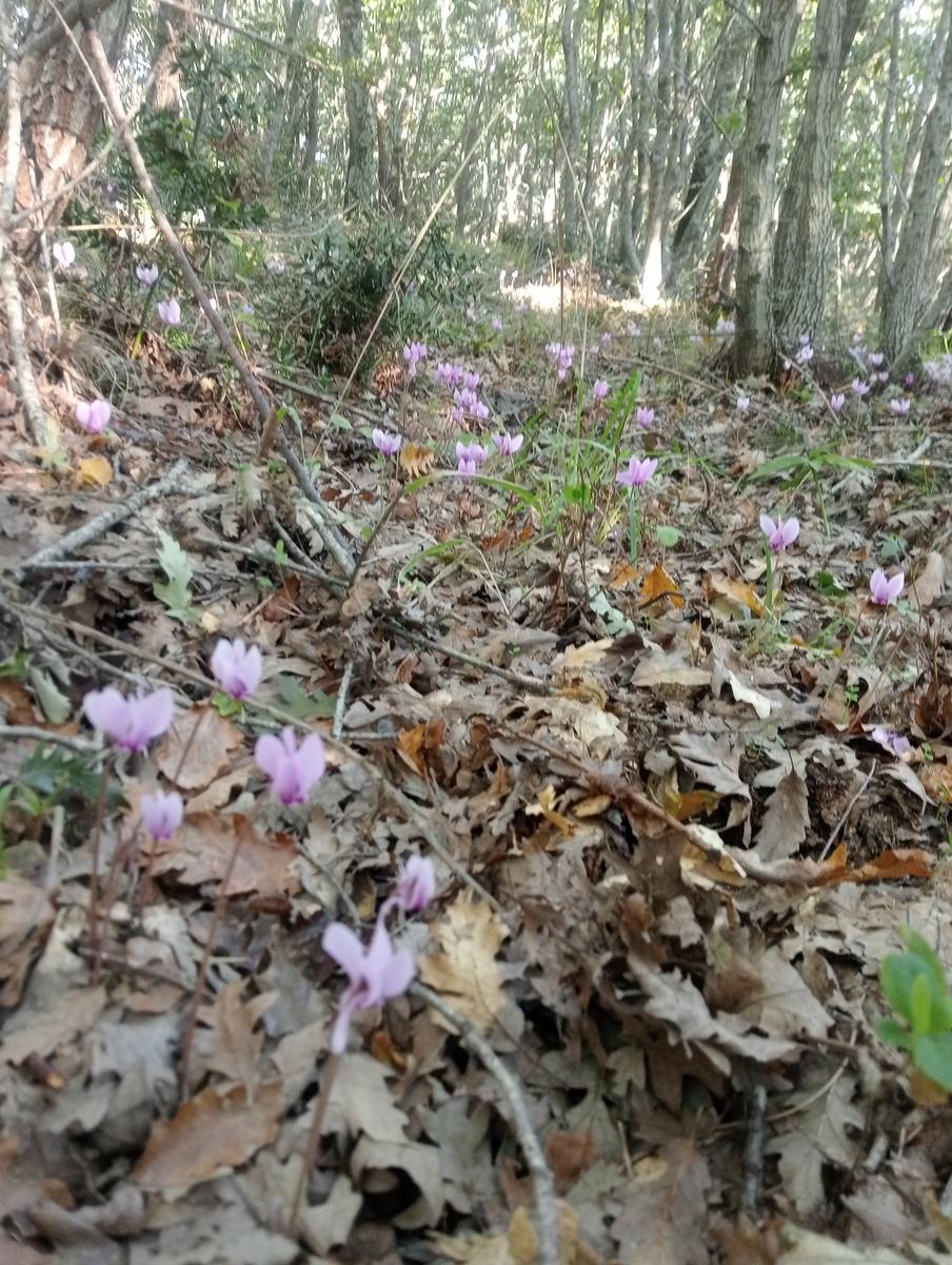 Castellina Marittima ~ Pietra Gosta ~ Poggi ~ Cascata delle Gusciane ~ Sassi bianchi ~ Masso di Montalone - foto 2