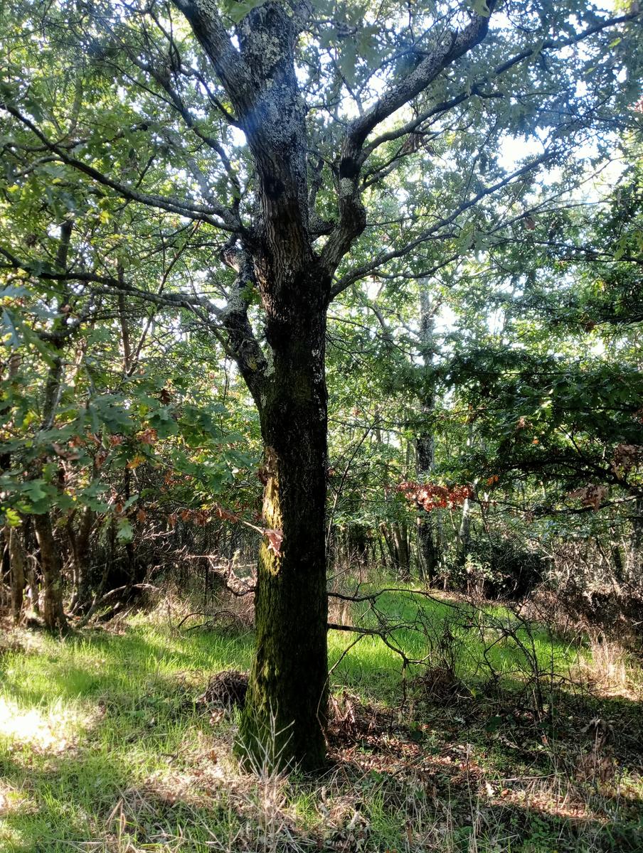 Castellina Marittima ~ Pietra Gosta ~ Poggi ~ Cascata delle Gusciane ~ Sassi bianchi ~ Masso di Montalone - foto 13