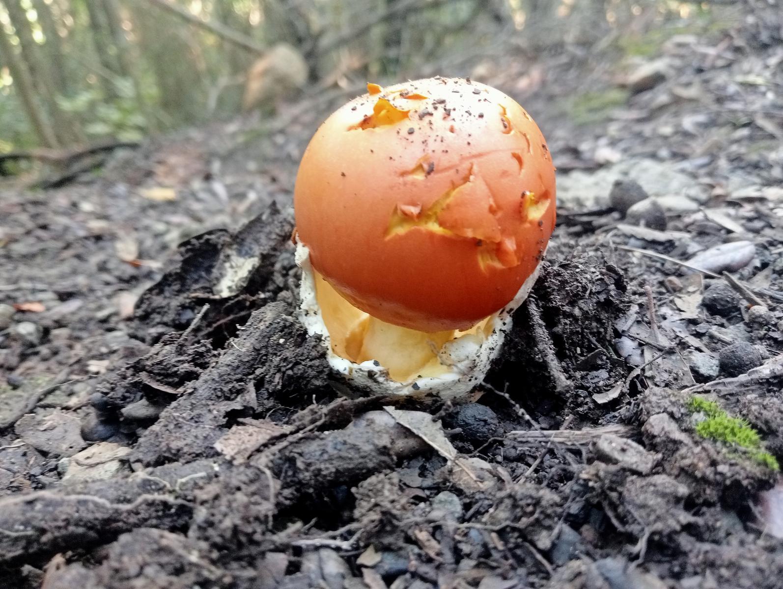 Pomaia e Poggi - foto 7