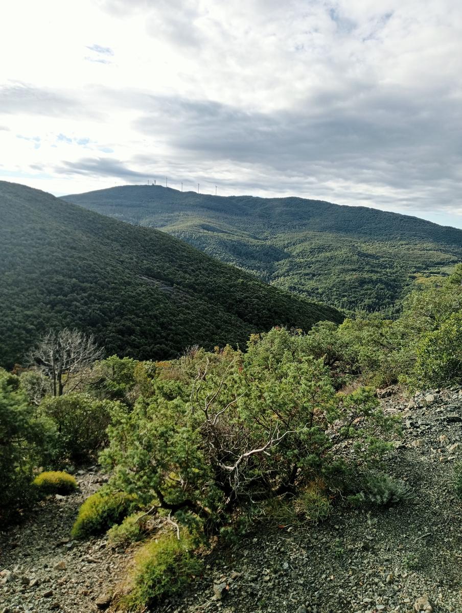 Pomaia e Poggi - foto 9