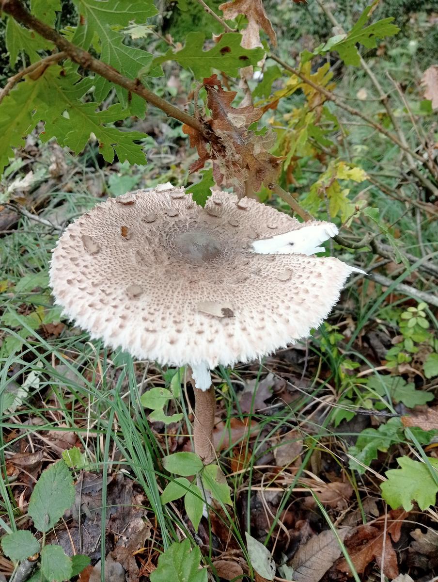 Anello Santa Luce Anello ~Cascate e Terre di Matilde - foto 4