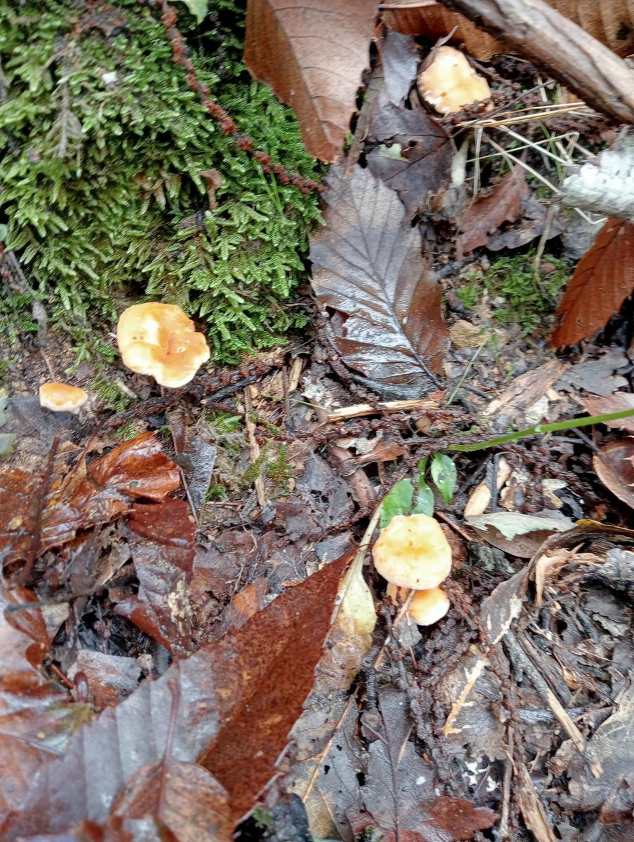 Eremo di San Bartolomeo, Monte Bargiglio, Monte Agliale e Eremo di San Cristina da Borgo a Mozzano - foto 23