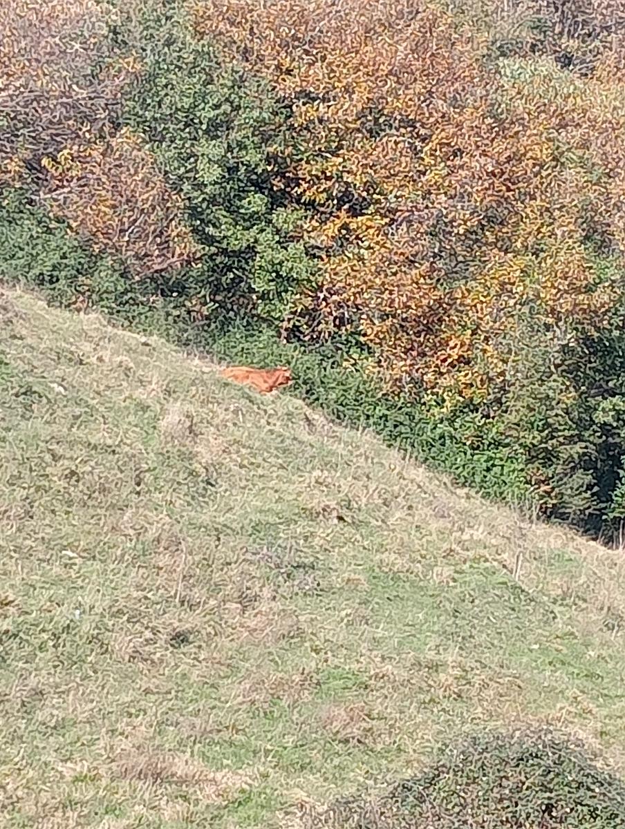 Lucese - Prana - Baita Barsi - Baita Verde - Campo all'orzo - foto 4