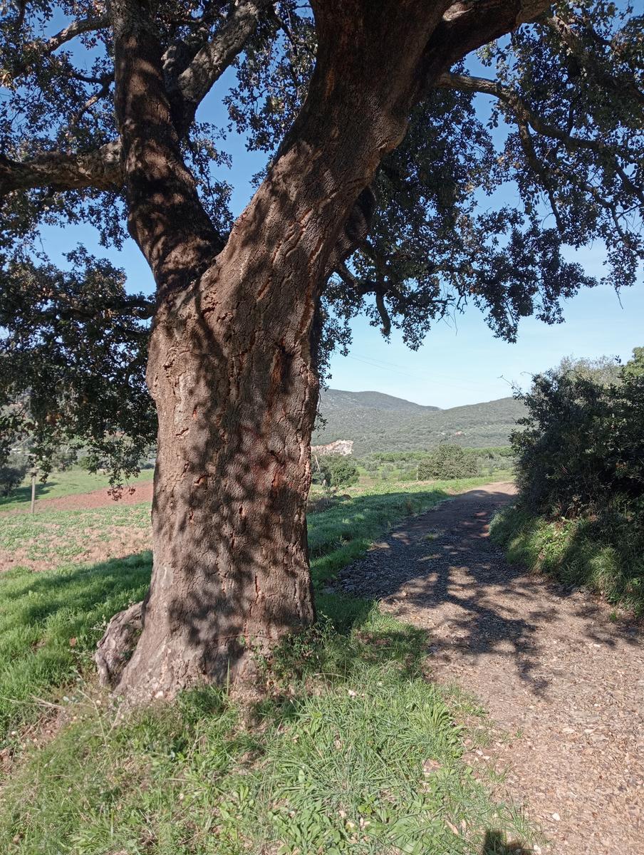 Campiglia Marittima ~ Rocca di San Silvestro - foto 11