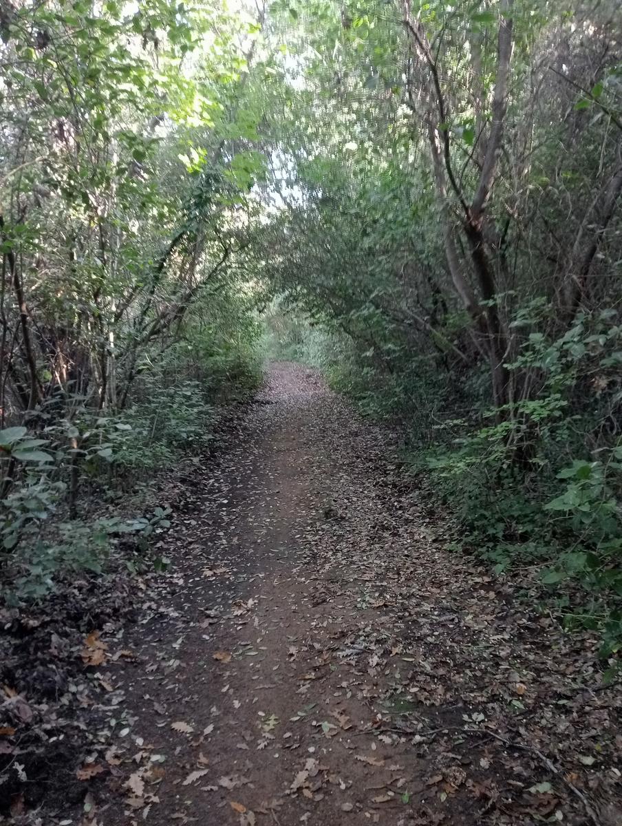 Campiglia Marittima ~ Rocca di San Silvestro - foto 13