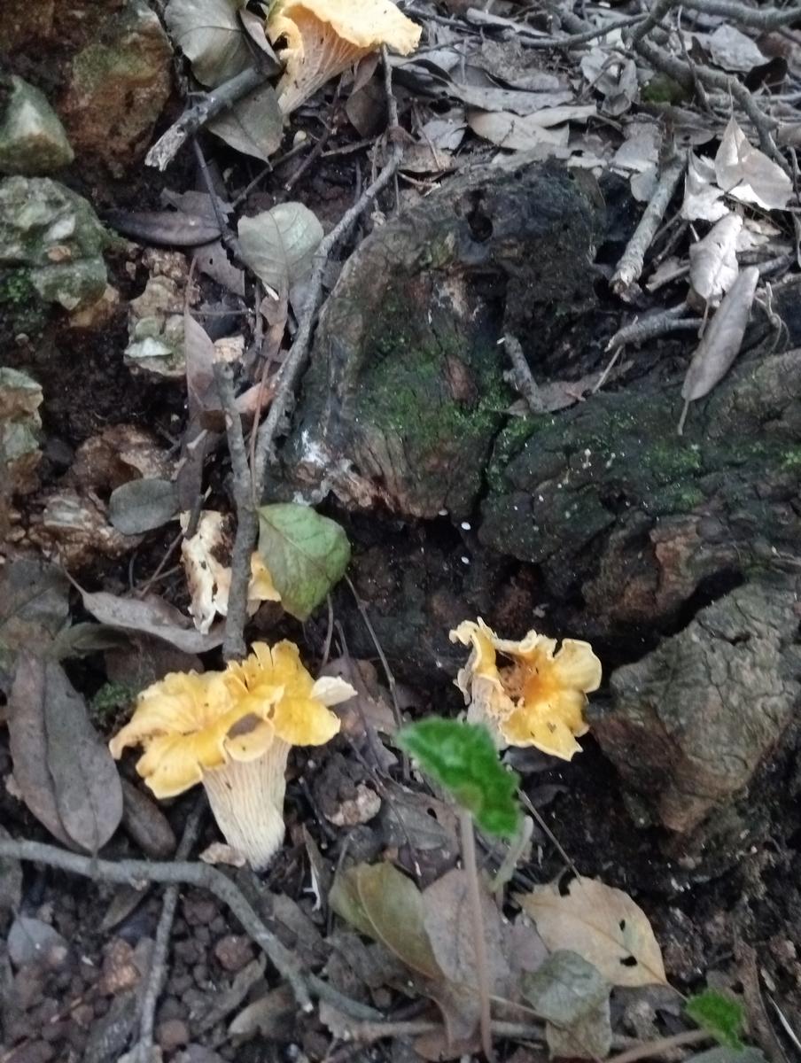 Campiglia Marittima ~ Rocca di San Silvestro - foto 18