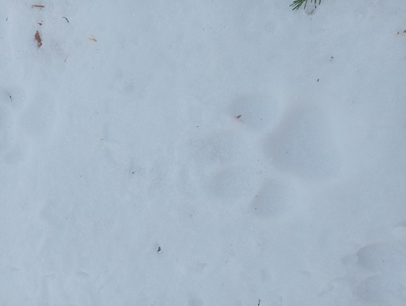 Ciaspolata Rifugio Casetta di Lapo, Cima del Diaccione e Lago della Risaia da Passo dell'Abetone Abetone Pt - foto 7