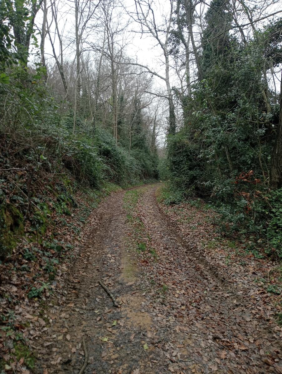 Quercia della merenda, Fonte del Tasso e Vignale da Cappella dell'ascensione - foto 9