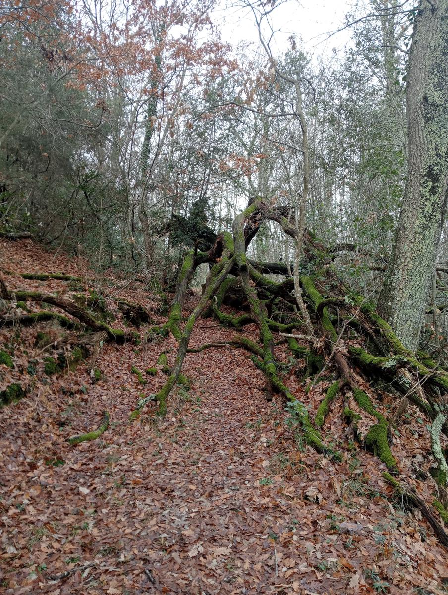 Quercia della merenda, Fonte del Tasso e Vignale da Cappella dell'ascensione - foto 10