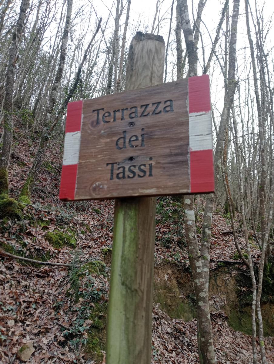 Quercia della merenda, Fonte del Tasso e Vignale da Cappella dell'ascensione - foto 12