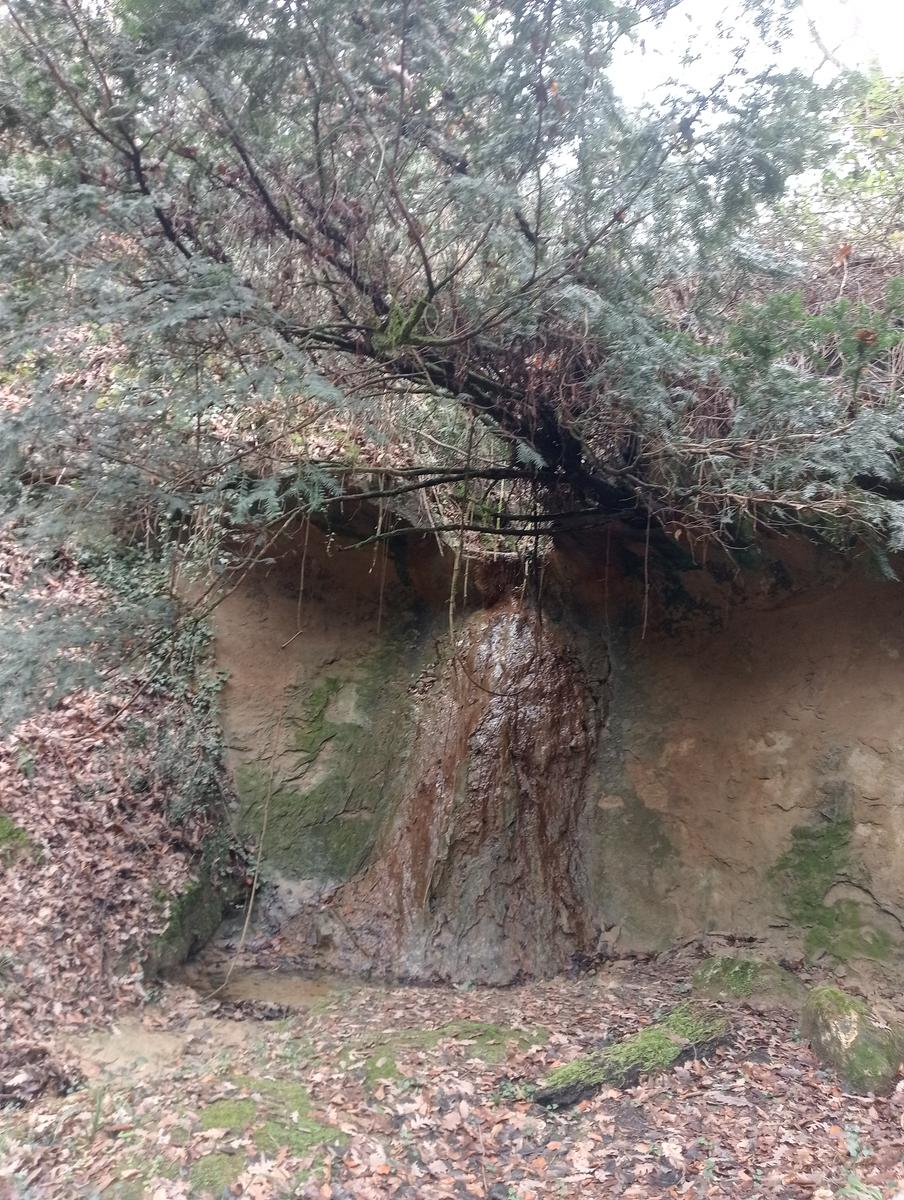 Quercia della merenda, Fonte del Tasso e Vignale da Cappella dell'ascensione - foto 14