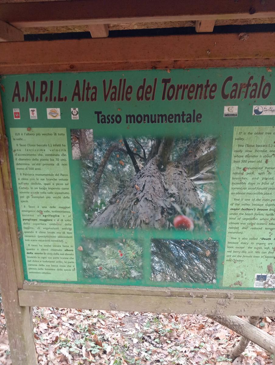 Quercia della merenda, Fonte del Tasso e Vignale da Cappella dell'ascensione - foto 24