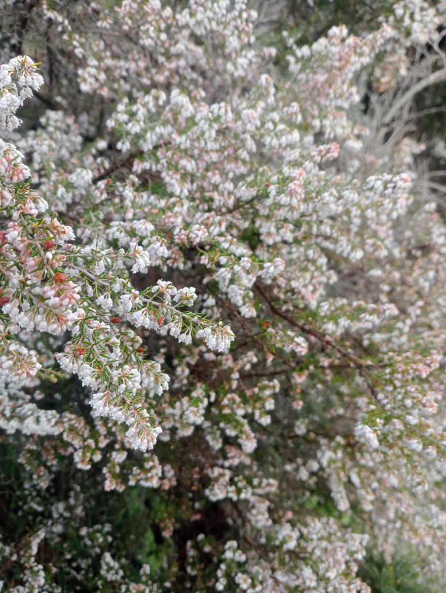 Necropoli Santa Cecilia, Piramide etrusca e Iscrizione romana da Bomarzo - foto 7