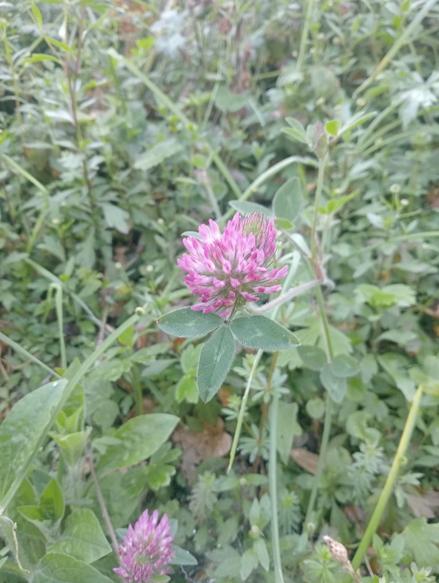 Forno ~ Pizzo della bandiera ~ Monte Cipolla ~ Grotta dell'onice ~ Monte Girello ~ Monte Castagnolo - foto 20
