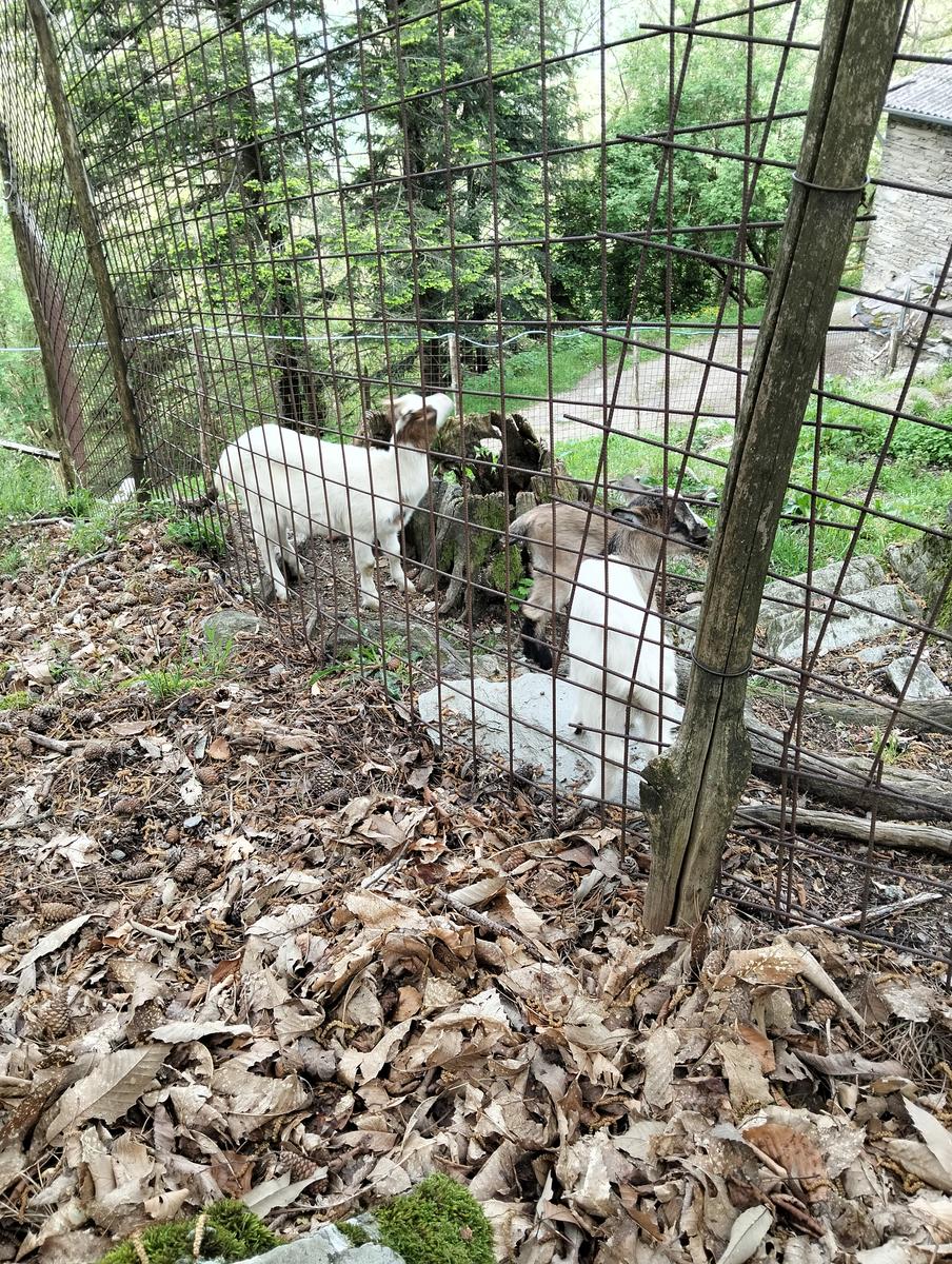 Foce di Petrosciana, Monte Forato Sud (e ferrata) e Procinto - foto 17