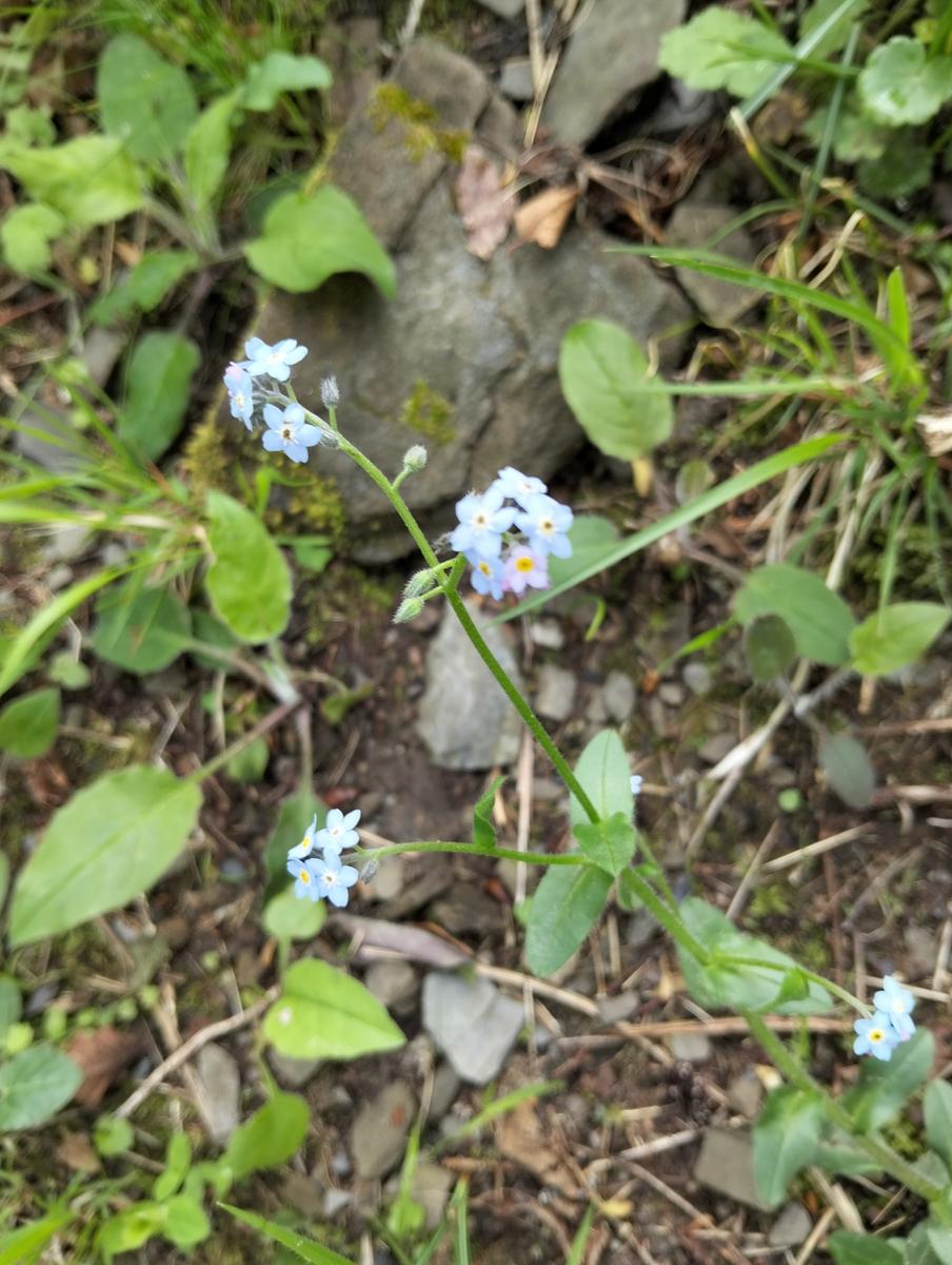 Foce di Petrosciana, Monte Forato Sud (e ferrata) e Procinto - foto 18