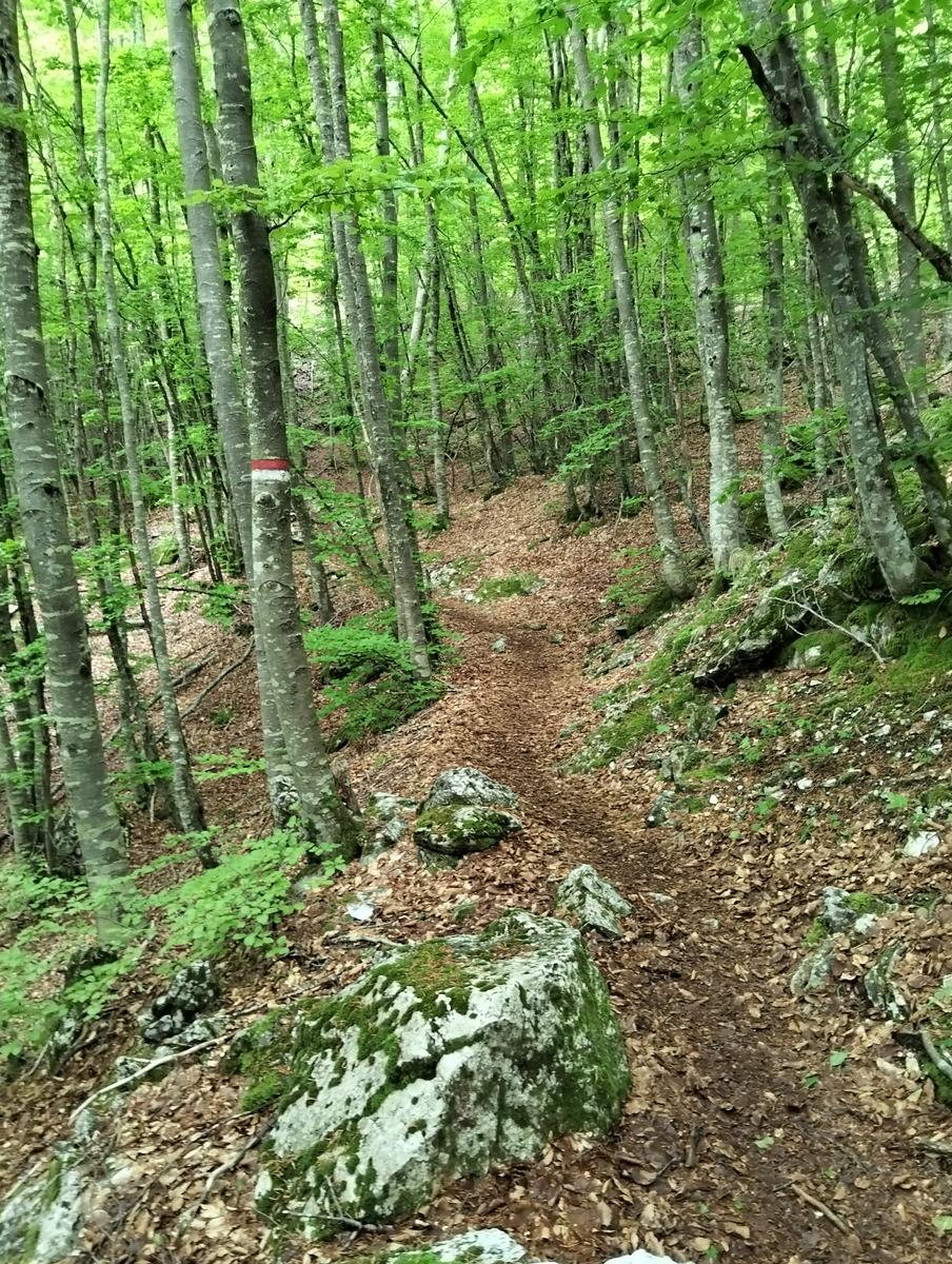 Le non panie della croce e pizzo d'uccello - foto 4