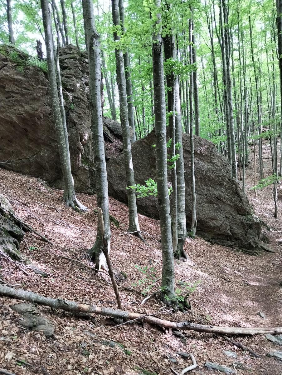 Le non panie della croce e pizzo d'uccello - foto 7