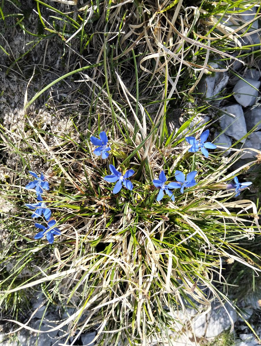 Pania della Croce, Pizzo delle saette, Rifugio Del Freo e Passo dell'Alpino da Orzale - foto 4