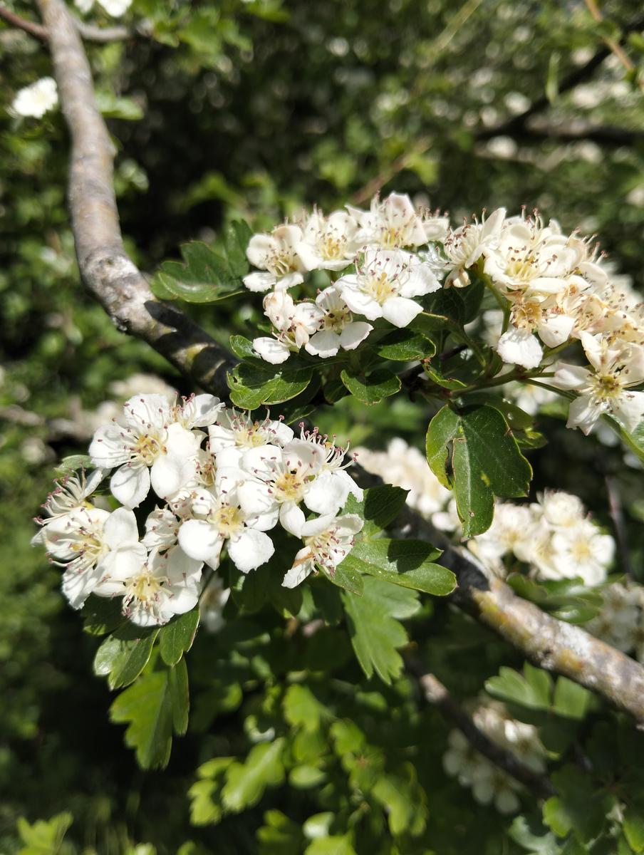 Pania della Croce, Pizzo delle saette, Rifugio Del Freo e Passo dell'Alpino da Orzale - foto 9
