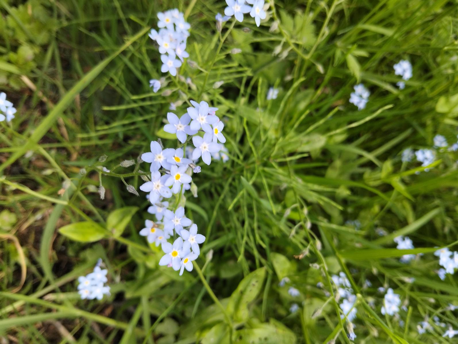 Pania della Croce, Pizzo delle saette, Rifugio Del Freo e Passo dell'Alpino da Orzale - foto 23
