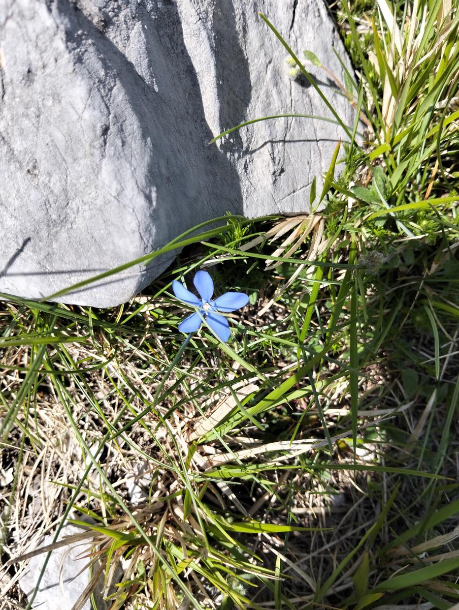 Pania della Croce, Pizzo delle saette, Rifugio Del Freo e Passo dell'Alpino da Orzale - foto 29