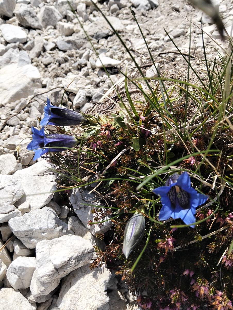Pania della Croce, Pizzo delle saette, Rifugio Del Freo e Passo dell'Alpino da Orzale - foto 31