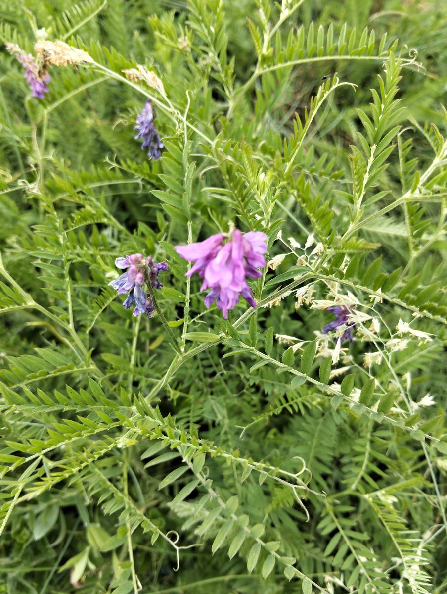 Pizzo d’Uccello e ferrata Tordini-Galligani - foto 16