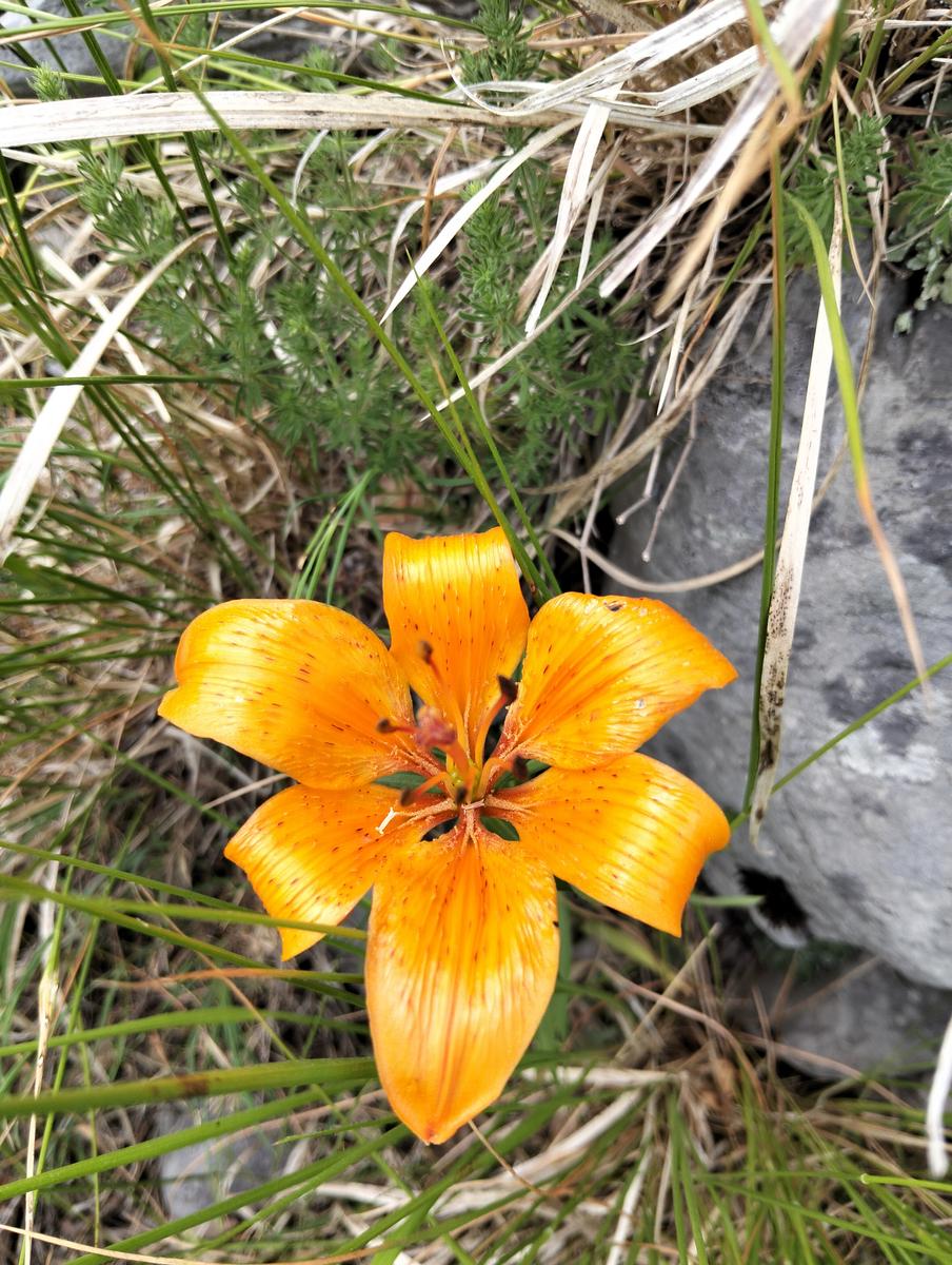 Pizzo d’Uccello e ferrata Tordini-Galligani - foto 35