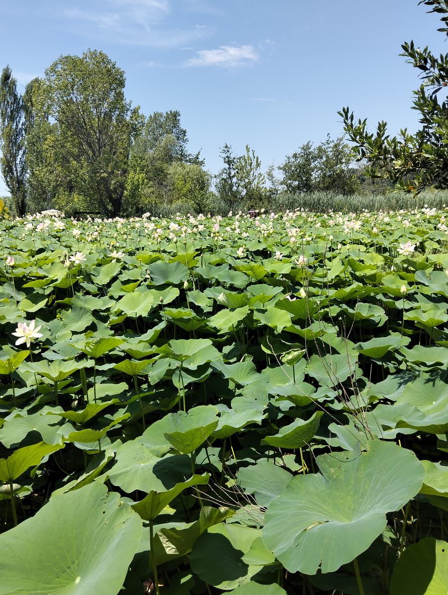 La via delle erbe ~ Massaciuccoli – Tempio Hinduista, fiori di loto, lavanda, alpaca e Manipura - foto 4
