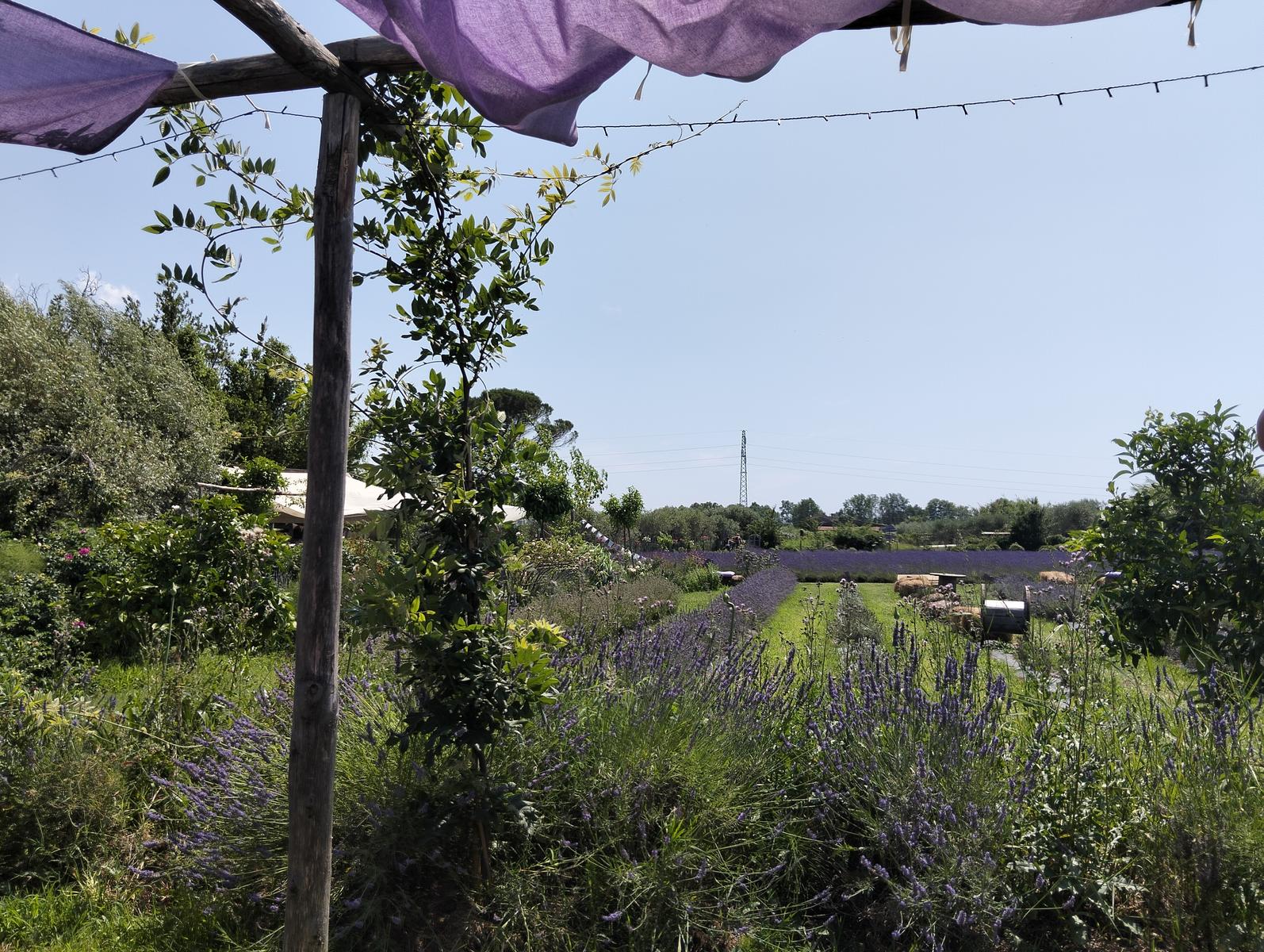 La via delle erbe ~ Massaciuccoli – Tempio Hinduista, fiori di loto, lavanda, alpaca e Manipura - foto 9