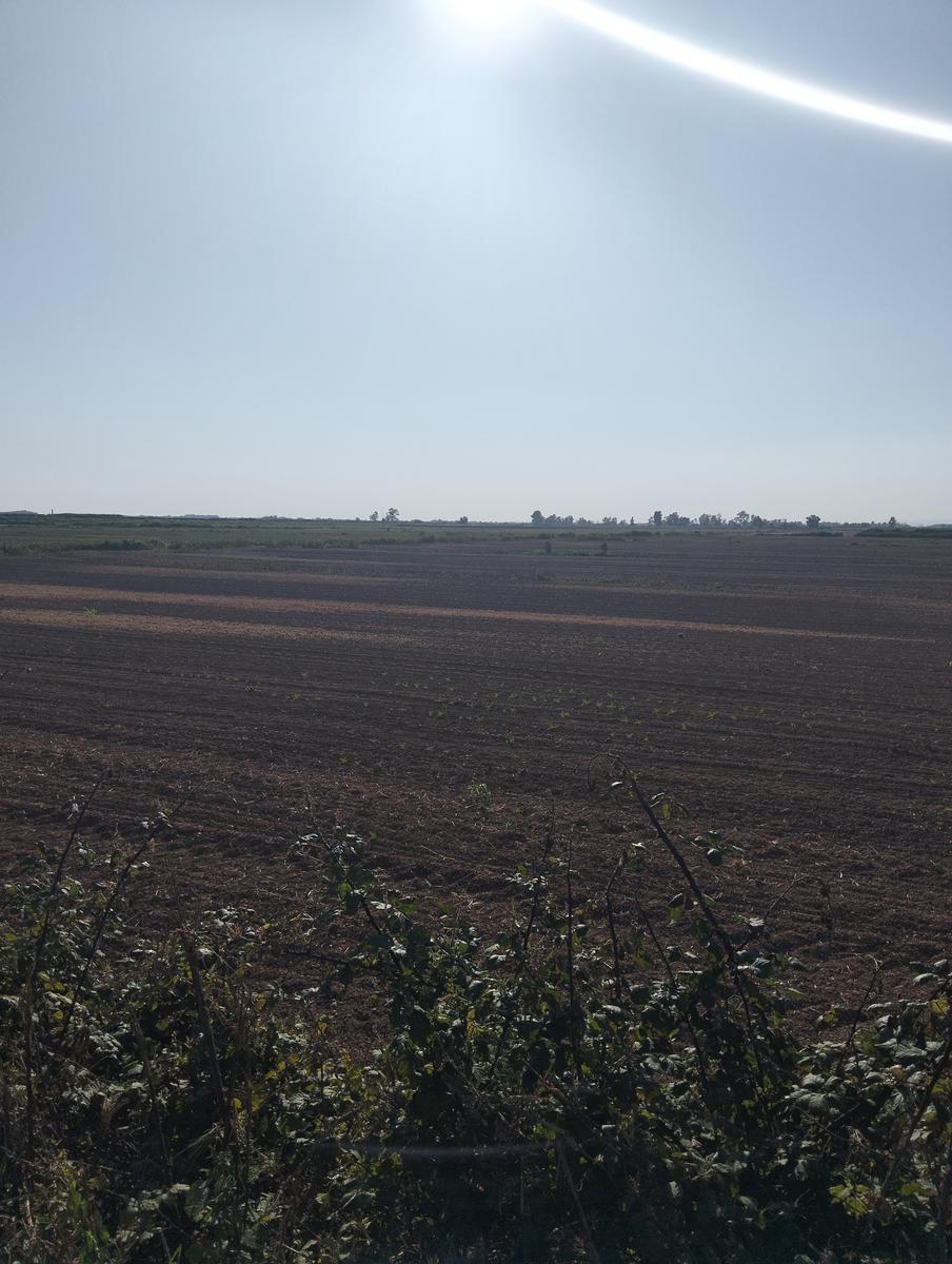 La via delle erbe ~ Massaciuccoli – Tempio Hinduista, fiori di loto, lavanda, alpaca e Manipura - foto 12