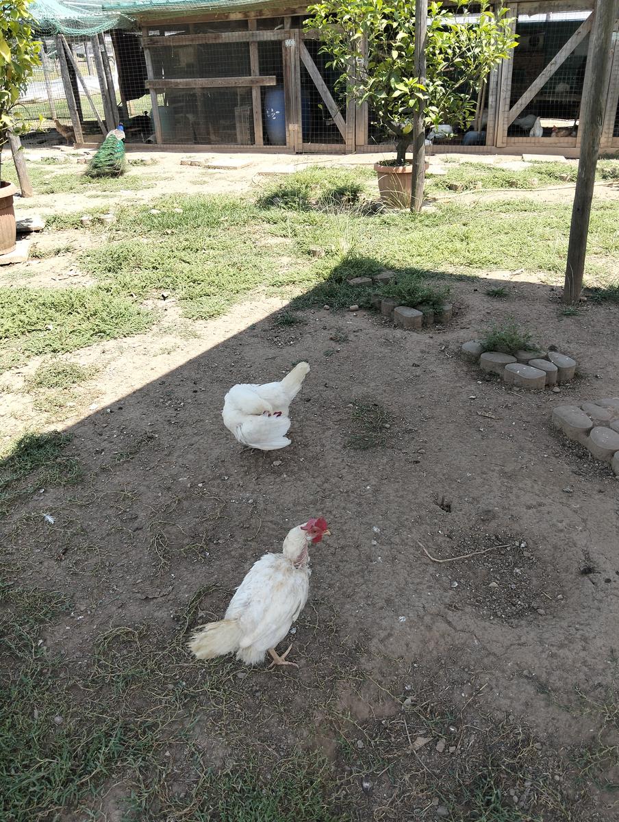 La via delle erbe ~ Massaciuccoli – Tempio Hinduista, fiori di loto, lavanda, alpaca e Manipura - foto 16