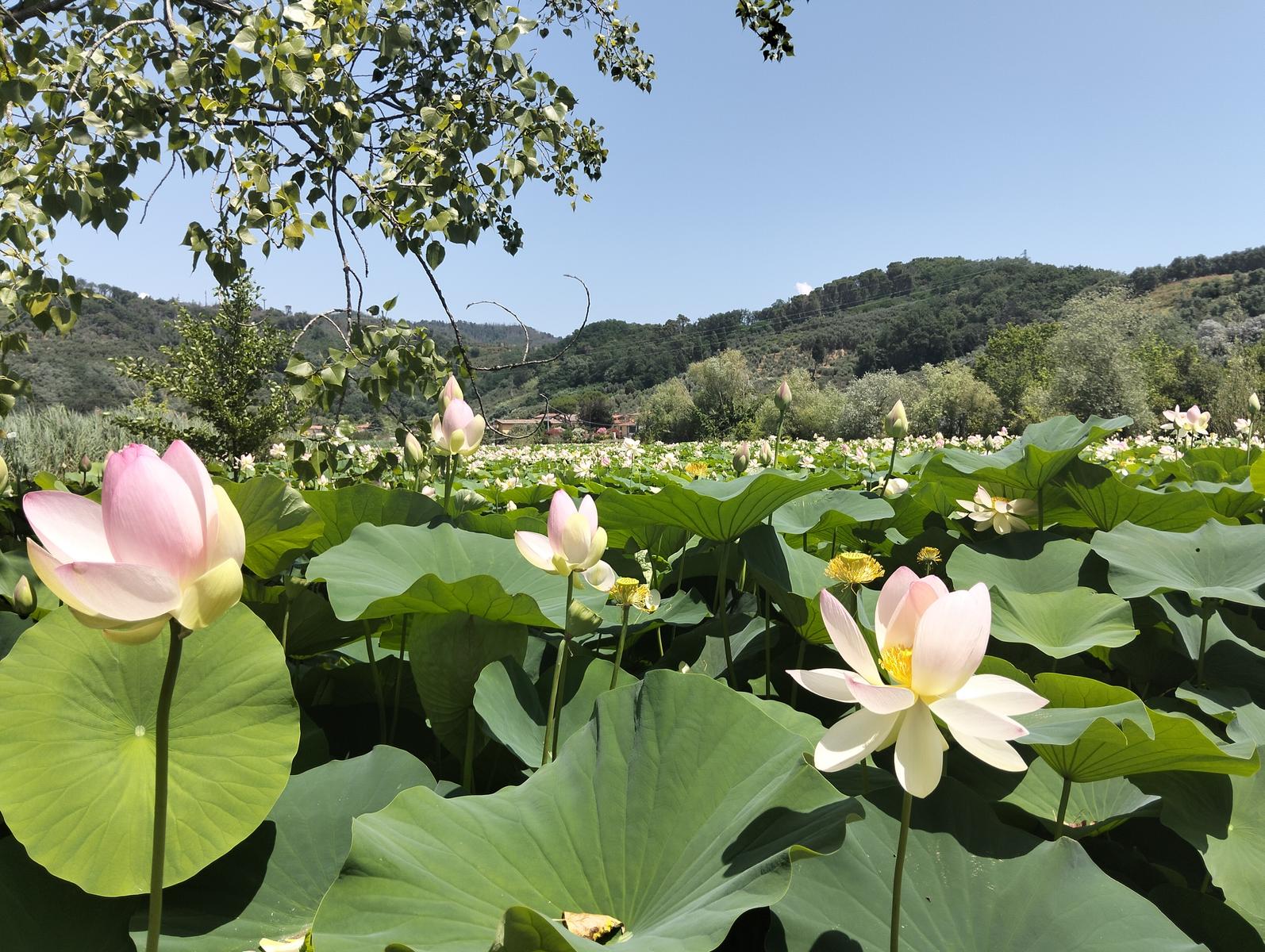 La via delle erbe ~ Massaciuccoli – Tempio Hinduista, fiori di loto, lavanda, alpaca e Manipura - foto 17