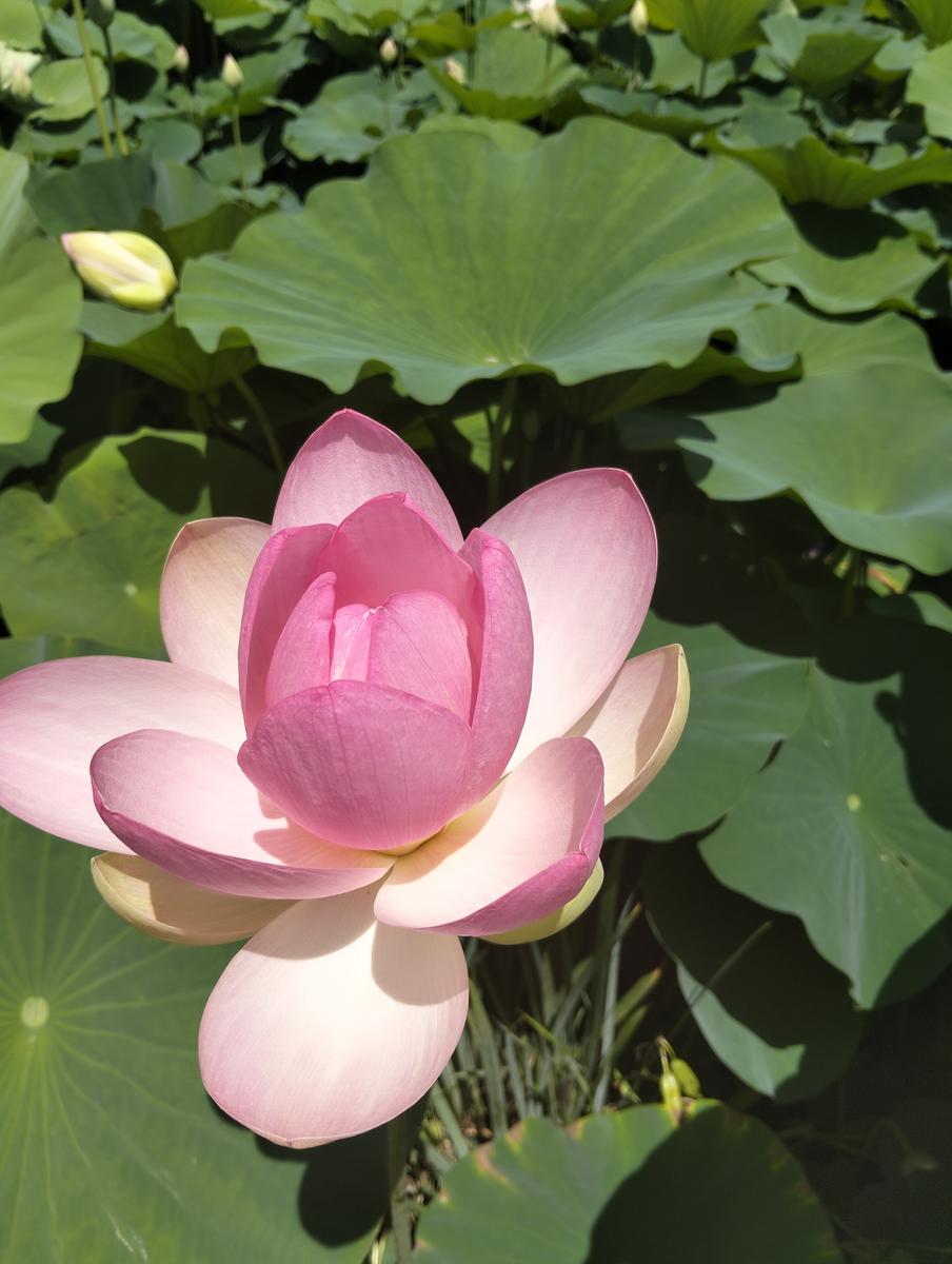 La via delle erbe ~ Massaciuccoli – Tempio Hinduista, fiori di loto, lavanda, alpaca e Manipura - foto 18