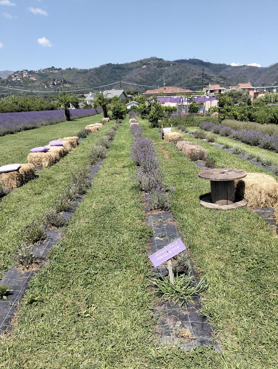 La via delle erbe ~ Massaciuccoli – Tempio Hinduista, fiori di loto, lavanda, alpaca e Manipura - foto 20