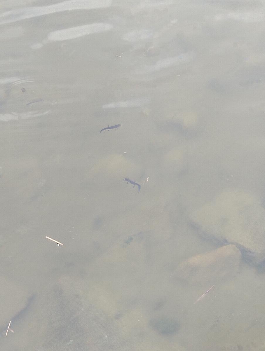 Anello di Val di luce, Monte gomito, Denti della Vecchia Lago Nero, Alpe Tre Potenze, Femminamorta, Balzo delle rose - foto 42