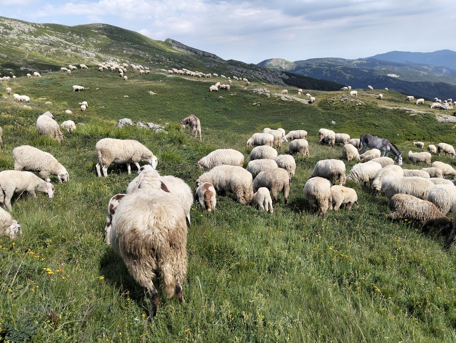 Pratospilla - Monte Bragalata - Monte Losanna - Monte Sillara - Monte Marmagna | Traversata panoramica Appenninica - foto 5
