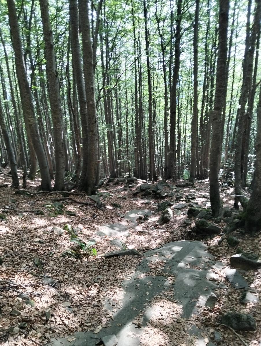 Pratospilla - Monte Bragalata - Monte Losanna - Monte Sillara - Monte Marmagna | Traversata panoramica Appenninica - foto 16