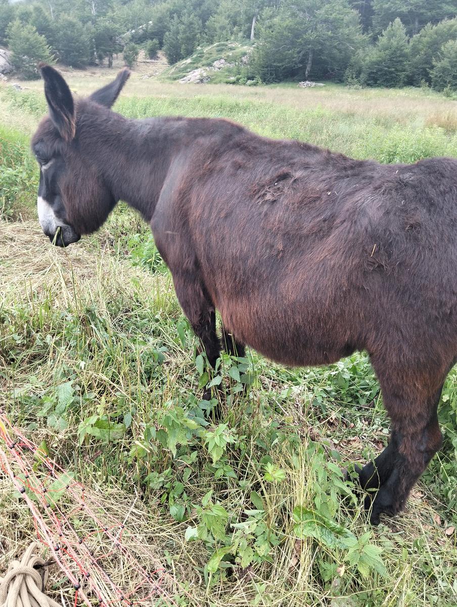Pratospilla - Monte Bragalata - Monte Losanna - Monte Sillara - Monte Marmagna | Traversata panoramica Appenninica - foto 30