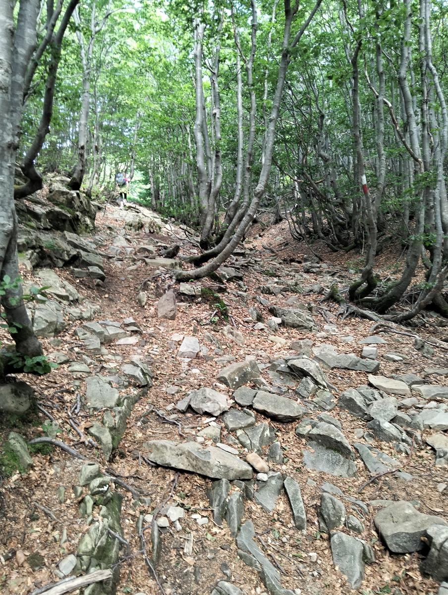 Pratospilla - Monte Bragalata - Monte Losanna - Monte Sillara - Monte Marmagna | Traversata panoramica Appenninica - foto 33