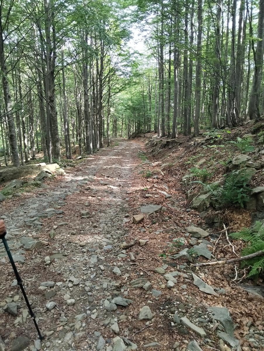 Pratospilla - Monte Bragalata - Monte Losanna - Monte Sillara - Monte Marmagna | Traversata panoramica Appenninica - foto 51