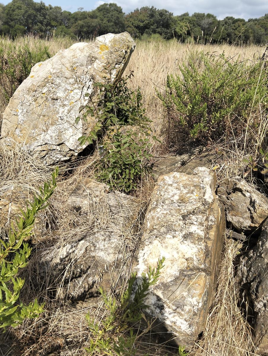 Anello delle Miniere di Campolecciano ed Escafrullina – Monte Carvoli (Livorno) - foto 3
