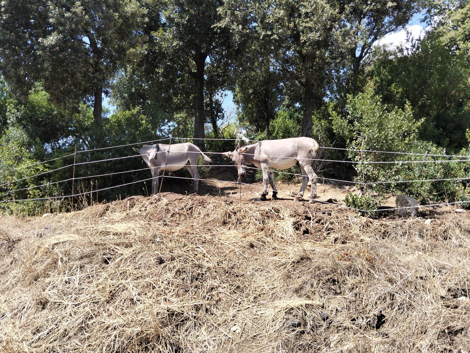 Anello delle Miniere di Campolecciano ed Escafrullina – Monte Carvoli (Livorno) - foto 6