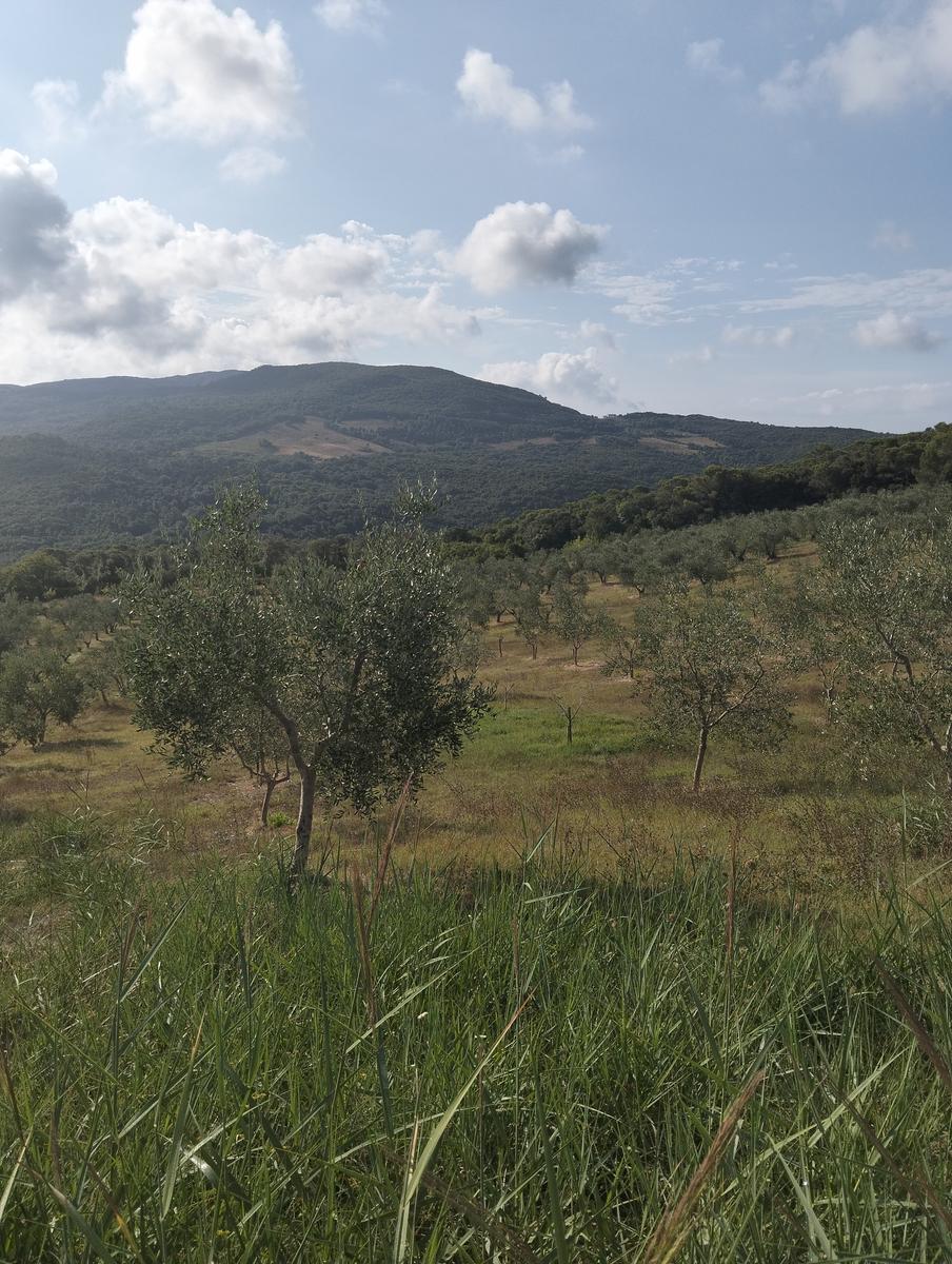 Anello delle Miniere di Campolecciano ed Escafrullina – Monte Carvoli (Livorno) - foto 7