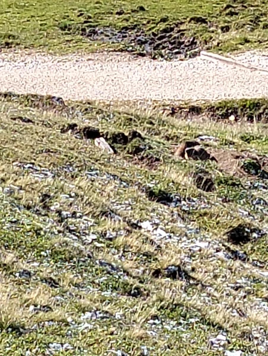 Anello di Passo Sella: Friedrich August (rifugio dei krapfen), Sandro Pertini, Sasso Piatto, Vicenza e Comici - foto 7