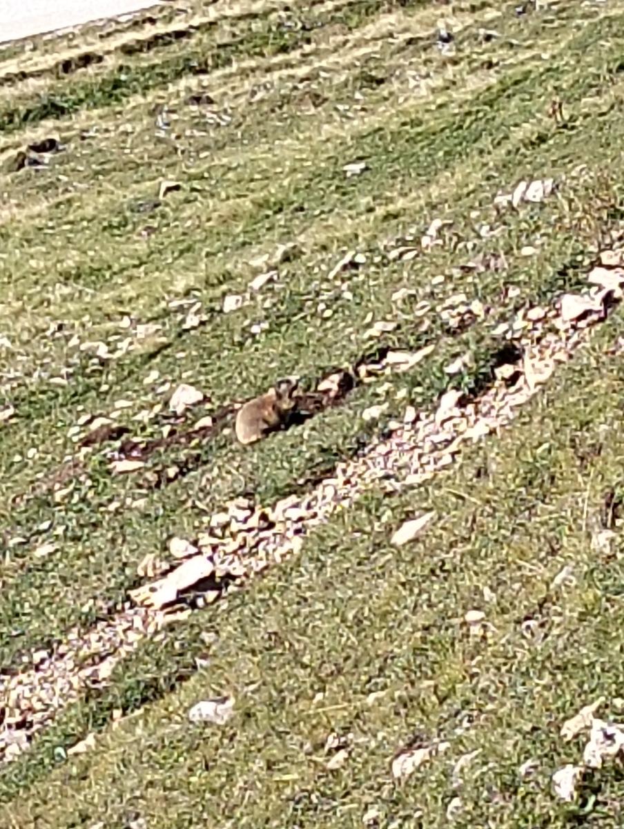 Anello di Passo Sella: Friedrich August (rifugio dei krapfen), Sandro Pertini, Sasso Piatto, Vicenza e Comici - foto 13