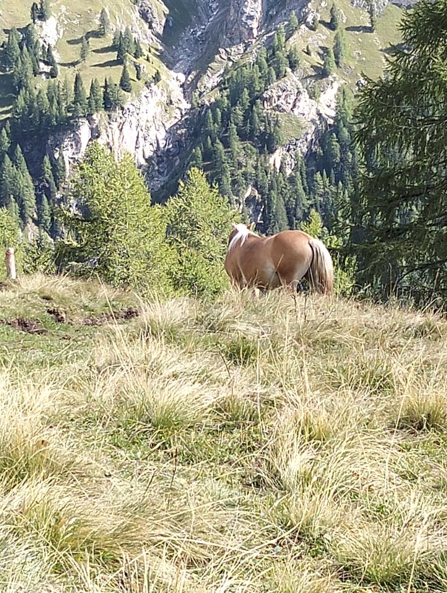 Anello Alba–Penia: Baita Locia de Contrin, Passo San Nicolò e Rifugio Contrin - foto 5